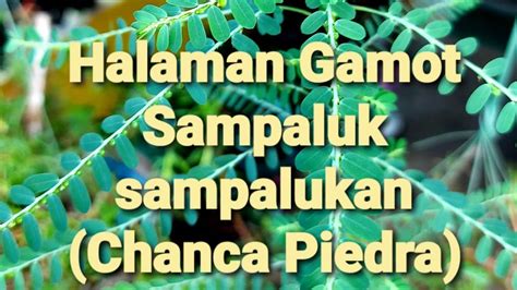 chanca piedra in tagalog|Sampaluk sampalukan Tea(Chanca Piedra) Stone Breaker.